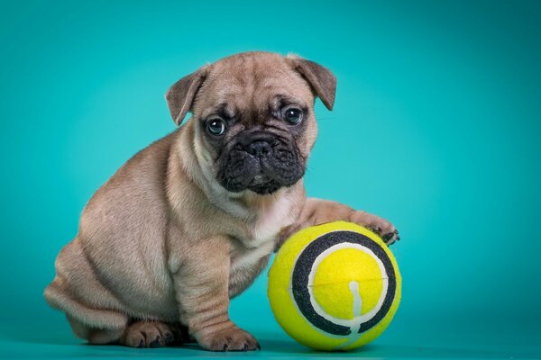 French bulldog playing with a ball