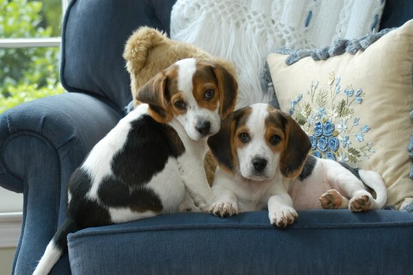 Dos cachorros manchados en una silla azul