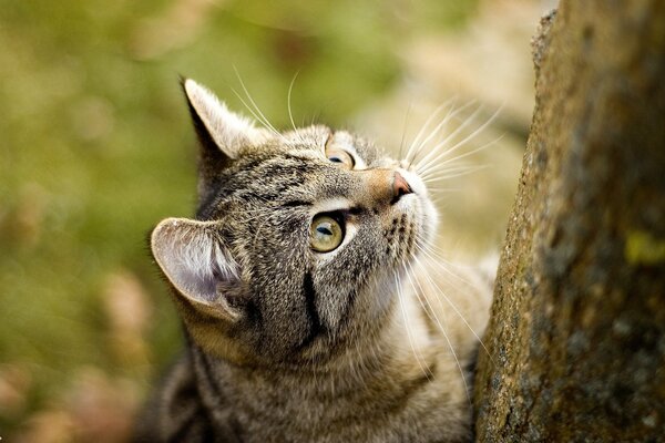 A cat climbs a tree