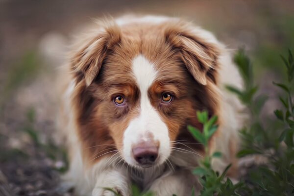 Roter Hund im Gras