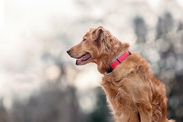 A dog with a sad look looks into the distance