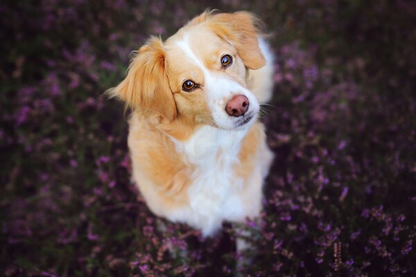 A red-and-white dog looks into the camera against a background of purple flowers