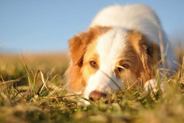 Primo piano del cane sull erba