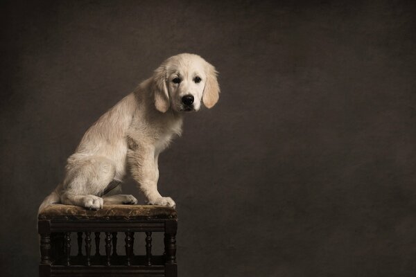 Sad look of a dog on a chair