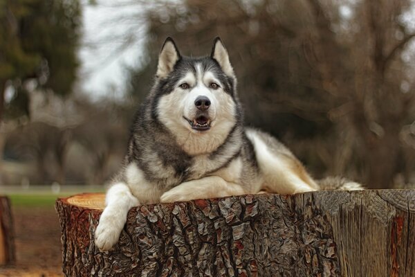 Ein guter Husky mit guten Augen liegt auf einem großen Baumstumpf