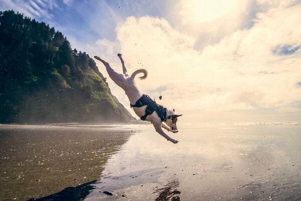 Hund springt ins Wasser