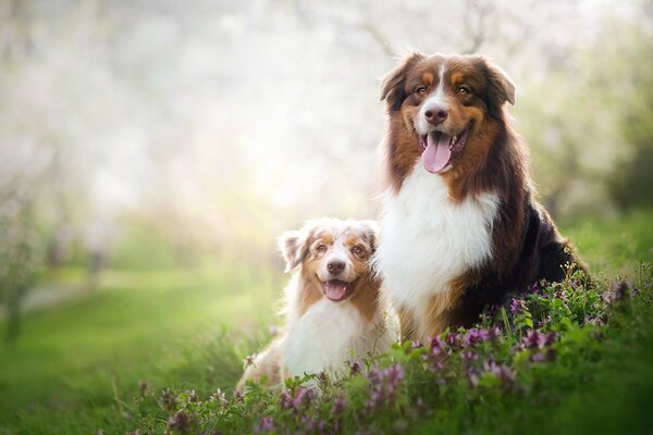 Couple de chiens dans la nature estivale