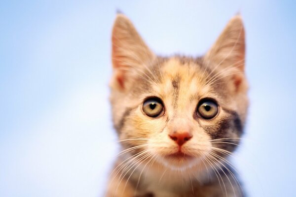 Chaton vous regarde avec des yeux ronds