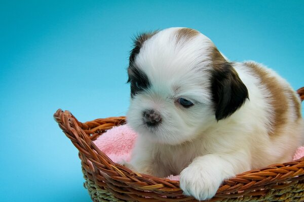 Simpatico cucciolo di shih tzu in un cestino in posa per una foto