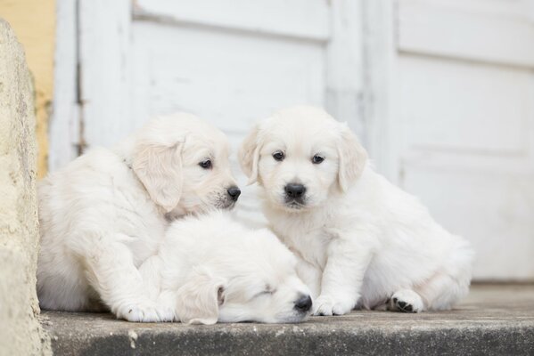 Trio of puppies relaxing on the porch