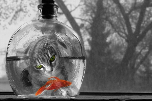 Gato y pez rojo en una botella
