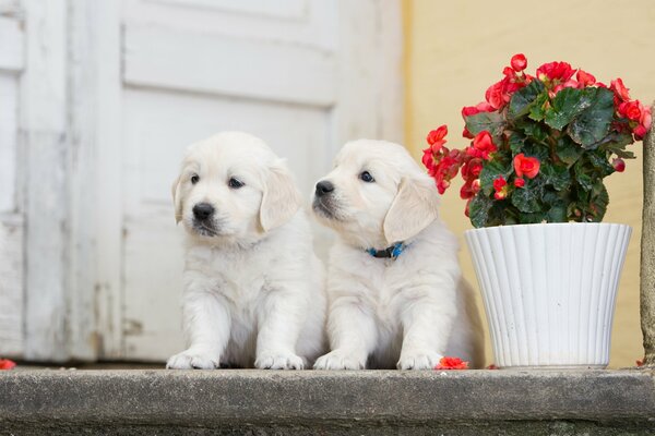 A couple of white puppies and a flower