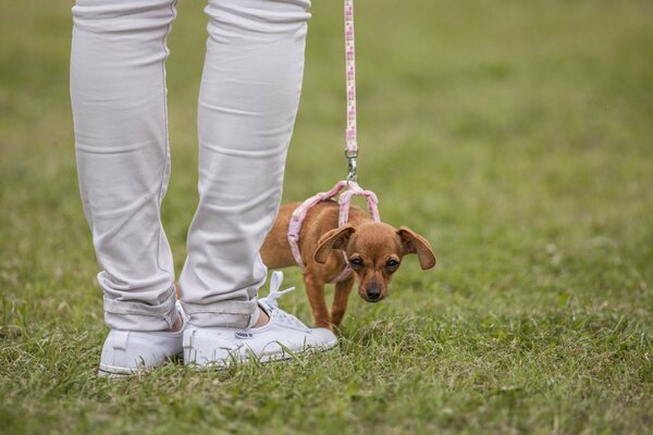 Pequeño perro pelirrojo con correa rosa