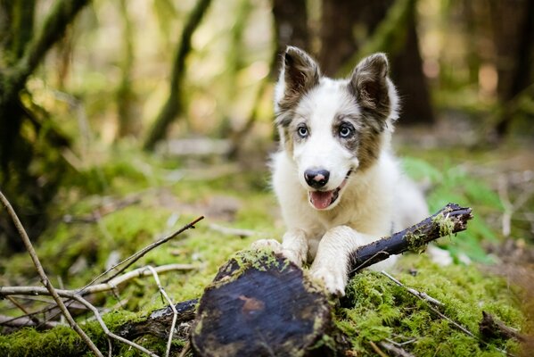 Passeggiata divertente del cucciolo nella foresta