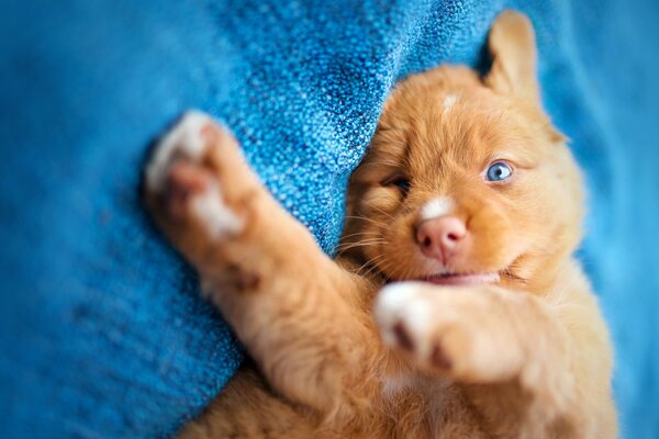 A red-haired puppy with blue eyes