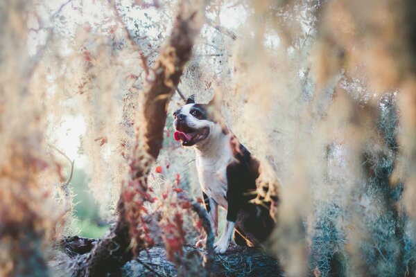 A dog with his tongue hanging out in nature