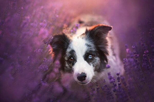 Mirada de perro en color lavanda