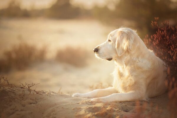 Golden Retriever leży na piasku