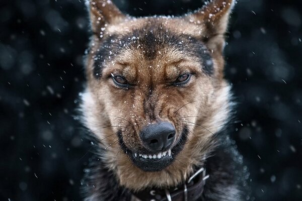 El perro en el collar muestra una sonrisa