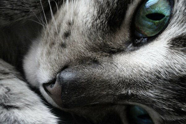 Взгляд кошачих зеленых глаз