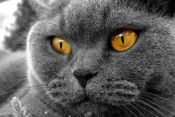 A gray chubby cat with orange eyes