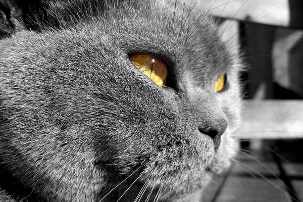 A stern grey cat with yellow eyes