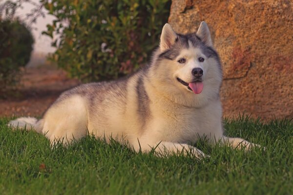 Dicker Husky auf dem Rasen. Hund im Urlaub