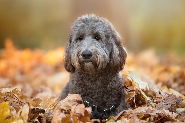 Hund auf Herbstlaub