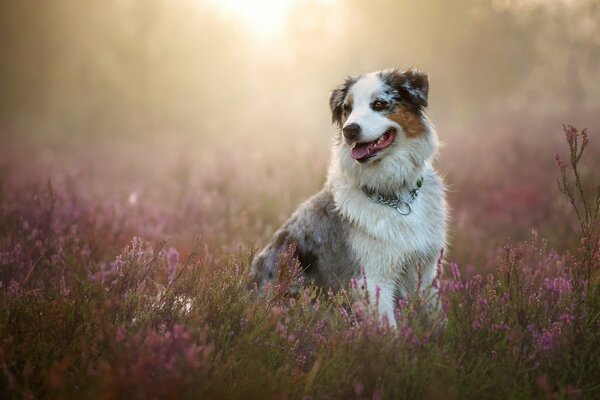 Heureux berger australien assis en fleurs