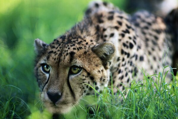 Cheetah hunting in the grass