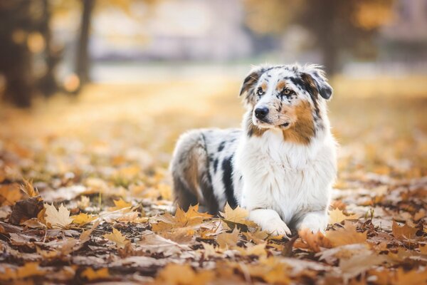 El perro es el mejor amigo del hombre