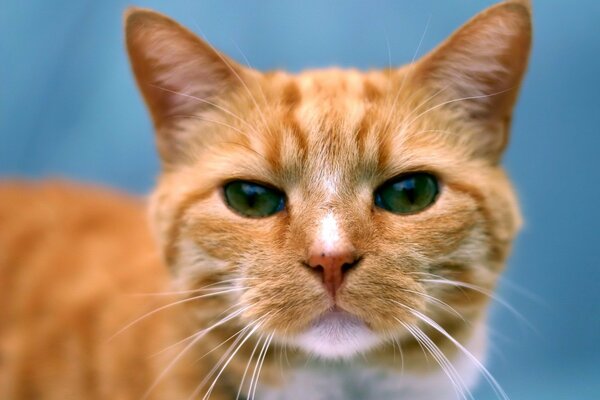 Regard de museau de chat roux effronté