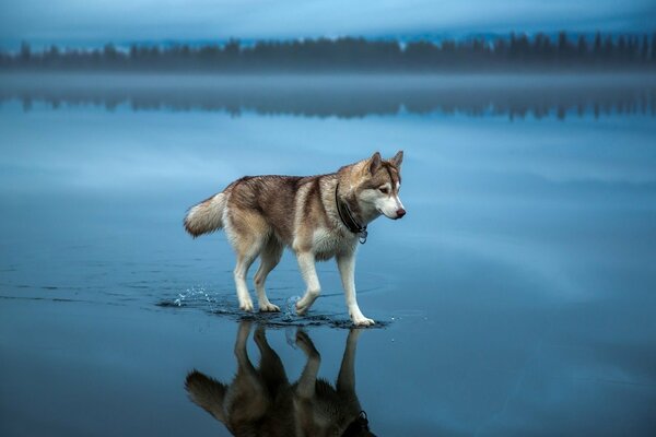 Hermosa naturaleza perro y agua