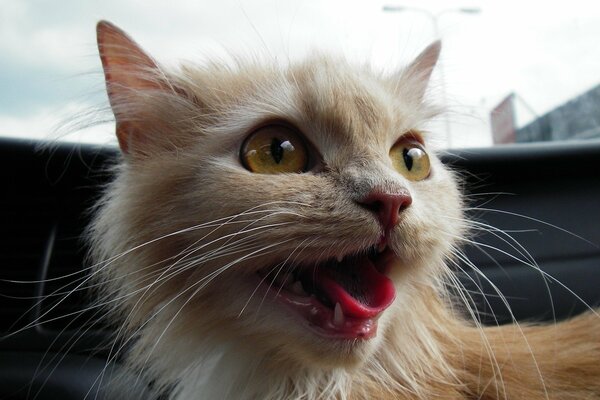 Rothaarige Katze mit roter Zunge