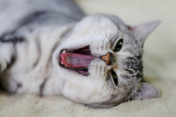 The yawning cat is lying on the bed