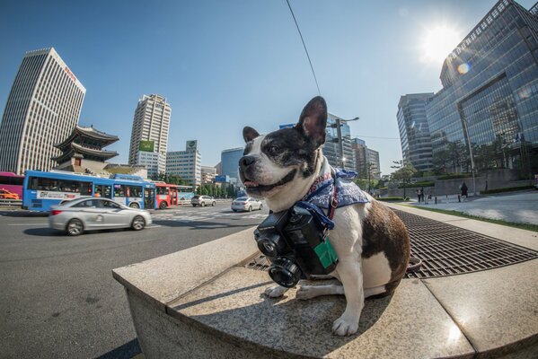 Chien cool photographe sur une promenade