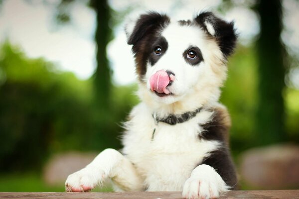 The puppy of the border collie dog stuck out his tongue in the photo