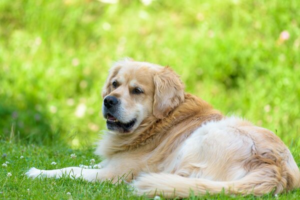 Golden Retriever repose sur l herbe