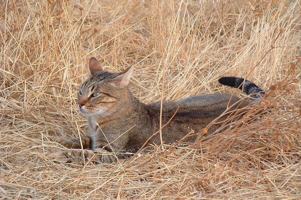 Cazador de gatos descansando en la hierba