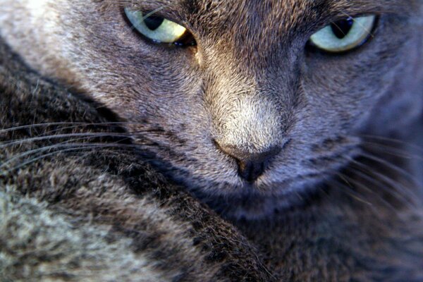 The disdainful look of the gray cat