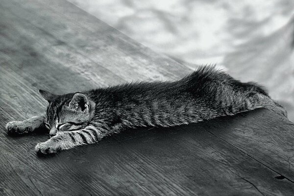 Un chaton endormi se trouve sur une table en bois