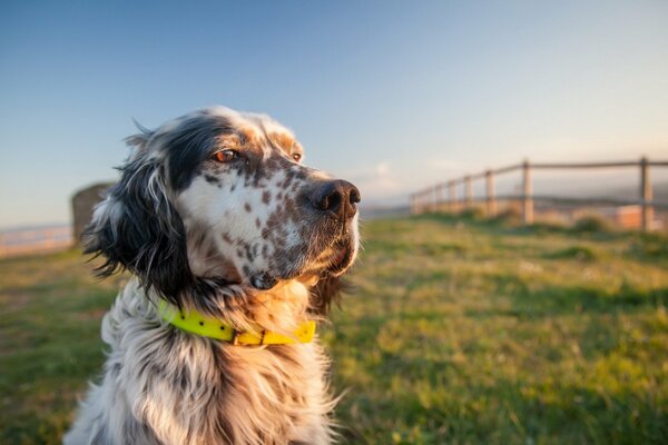 Cane maculato con collare verde in un prato che guarda in lontananza