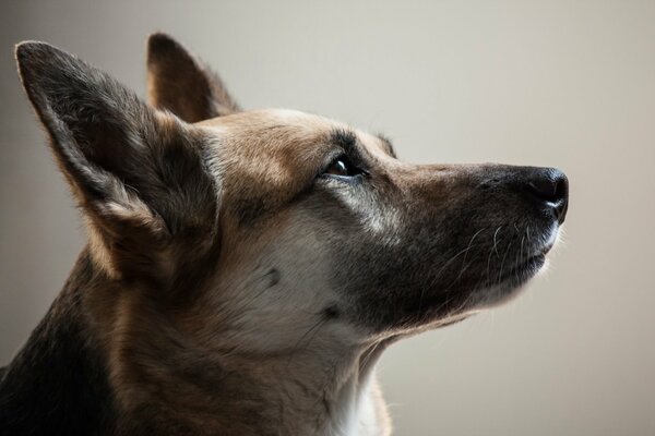 Testa di cane con occhi devoti di profilo