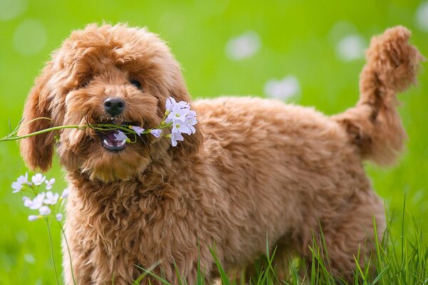 Al perrito le gusta dar flores