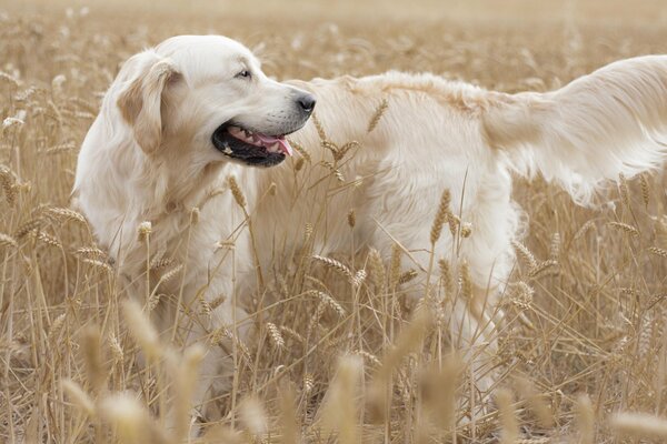 Golden Retriever happily playing in the field