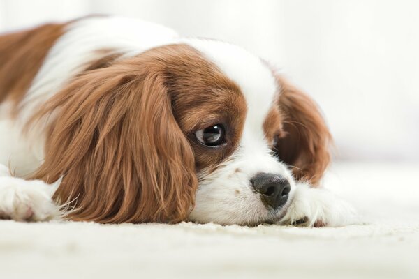 Der Hund liegt und schaut traurig in die Ferne