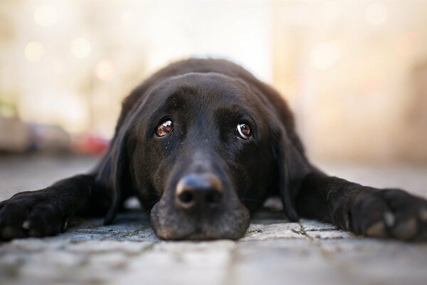 Perro negro con mirada triste