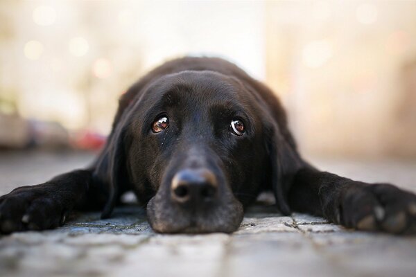 Черная собака с грустным взглядом