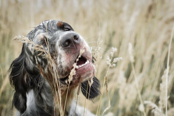 Perro quiere comer hierba