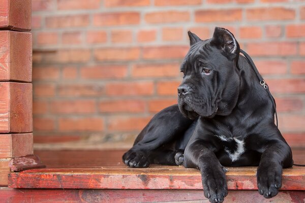 Portrait d un chien noir avec un poil lisse